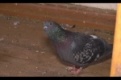 Первоуралец приютил в своей квартире голубей