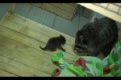 В мини-зоопарке в Первоуральске родился детеныш енота