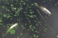 В Битимском пруду массово гибнет рыба