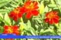 Около 20-ти тысяч цветов высадят в Первоуральске в этом году