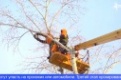 В Первоуральске начался очередной этап кронирования деревьев