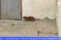 Жители многоэтажки на улице Ленина страдают от нашествия крыс