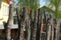В Первоуральске и окрестностях за месяц кронировали более тысячи деревьев