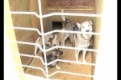 Частный приют для собак в Первоуральске оказался под угрозой закрытия.