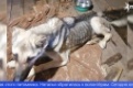 Сообщение о исхудавших собаках в бывшем питомнике всколыхнуло Первоуральск