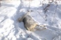 Жители Ельничного обнаружили тело убитой собаки