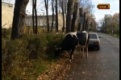 Коровы устроили прогулку по городу
