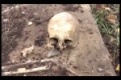 Следователи установили принадлежность черепа, найденного на теплотрассе