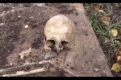 Человеческий череп обнаружили в одном из дворов Первоуральска