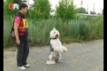 В Первоуральске состоялись соревнования среди собак самых разных пород