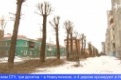 В Первоуральске начались работы по кронированию деревьев