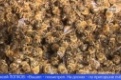 Сразу на нескольких уральских пасеках произошла массовая гибель пчел
