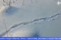 В Свердловской области завершились зимние маршрутные учёты животных по следам