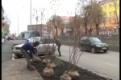 На улице Ватутина высадили 55 новых деревьев