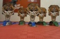 Первоуральске каратисты привезли 5 медалей с Международных соревнований