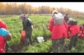 Волонтеры «Города первых» помогали убирать урожай