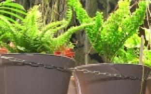 «Скоро цветы нас выселят» – шутит жительница Первоуральска