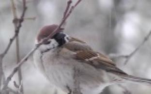 Первоуральцы присоединились к всероссийской переписи воробьёв