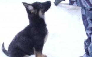 Помощники охранников, спасателей и сапёров подрастают в Первоуральске