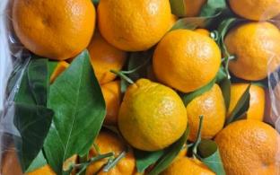 К Новому году на Урал привезли более 3 тысяч тонн мандаринов