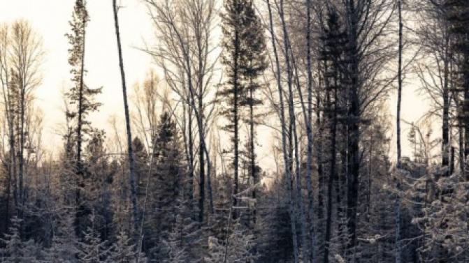 Сотрудники лесничеств усилят охрану лесов в преддверии Нового года