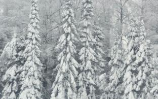 Жители Свердловской области смогут заготовить новогоднюю ель с 16 декабря