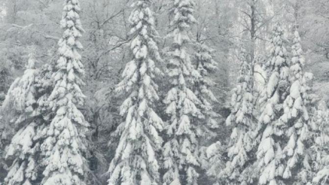 Жители Свердловской области смогут заготовить новогоднюю ель с 16 декабря