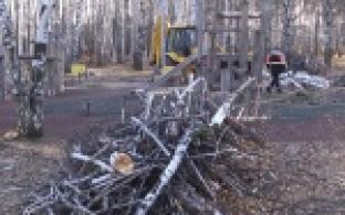 Стоянка, торговый центр или пустырь: что будет с Корабельной рощей?