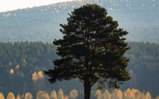 Выходные в Первоуральске будут достаточно тёплыми