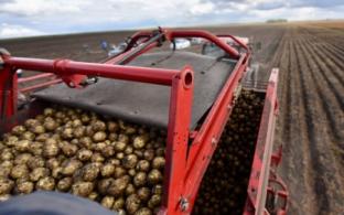 Свердловские аграрии планируют собрать 270 тысяч тонн картофеля в этом году