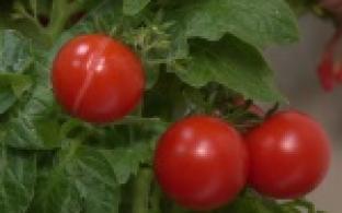 Плоды своего труда представили сегодня первоуральские садоводы