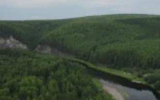 В этом году на территории Уральского федерального округа планируется восстановить более 74 тысяч гектаров леса
