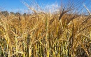 Новые сорта ячменя и пшеницы вывели уральские учёные