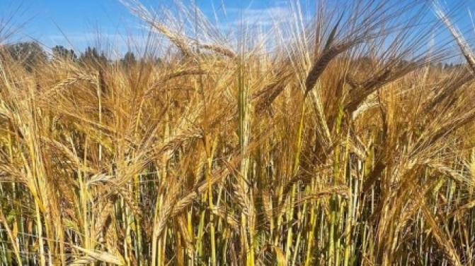 Новые сорта ячменя и пшеницы вывели уральские учёные