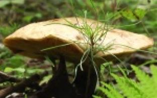 Конец лета – самый активный период для тихой охоты