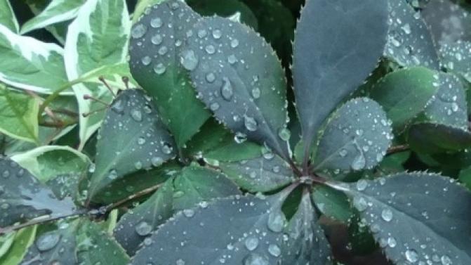 Выходные в Первоуральске будут дождливыми