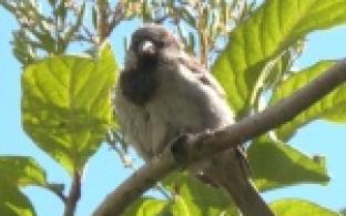 Почувствовать себя орнитологами предлагают первоуральцам