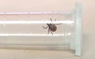 С начала сезона в Свердловской области зарегистрировано 27,3 тысячи пострадавших от укусов клещей