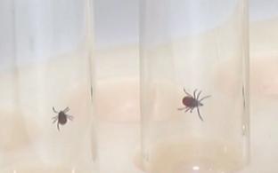 Число пострадавших от укусов клещей остаётся ниже средних многолетних значений, сообщили в Роспотребнадзоре