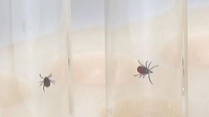 Число пострадавших от укусов клещей остаётся ниже средних многолетних значений, сообщили в Роспотребнадзоре