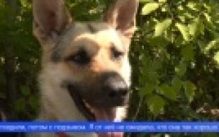 В Первоуральске собрались любители собак со всей Свердловской области