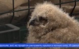 Птенцов краснокнижных филинов выращивают в уральском центре реабилитации хищных птиц