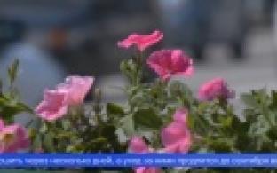 Первоуральск станет ярче – высадку цветов в городе начали раньше, чем обычно