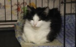 Ищу тебя, хозяин