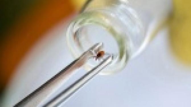 11 тысяч случаев присасывания клещей зарегистрировано в Свердловской области с начала сезона