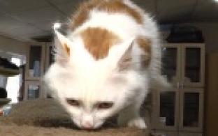 Ищу тебя, хозяин