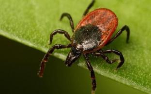 20 юных первоуральцев пострадали в майские праздники от укусов клещей