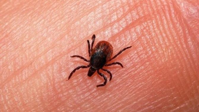 Клещевой сезон набирает обороты в Свердловской области