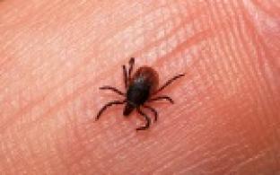 35 первоуральцев, среди них – 12 детей, пострадали от укусов клещей