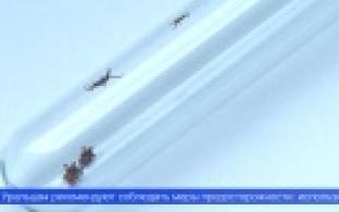 От укусов клещей в этом году пострадали уже более 600 свердловчан